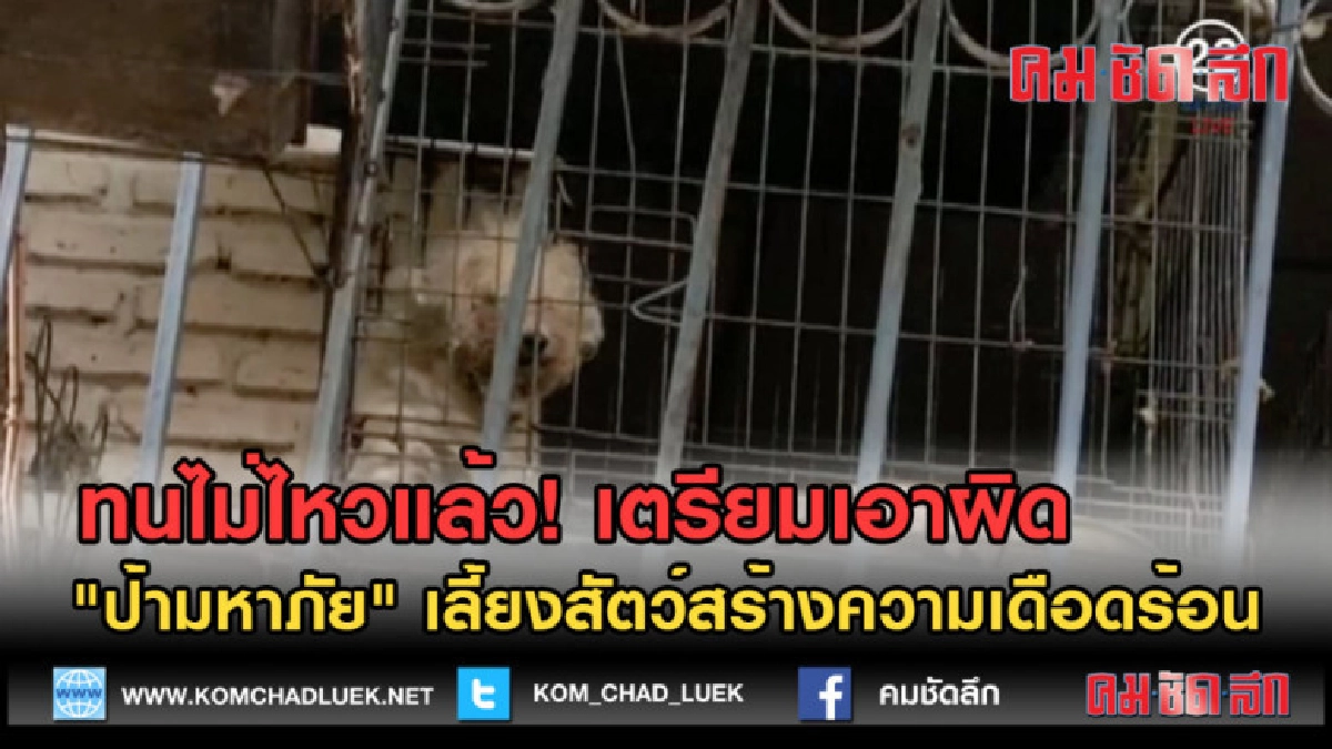 (คลิปข่าว) เตรียมเอาผิด ป้าเลี้ยงสัตว์สร้างความเดือดร้อน (คลิปข่าว) เตรียมเอาผิด ป้าเลี้ยงสัตว์สร้างความเดือดร้อน