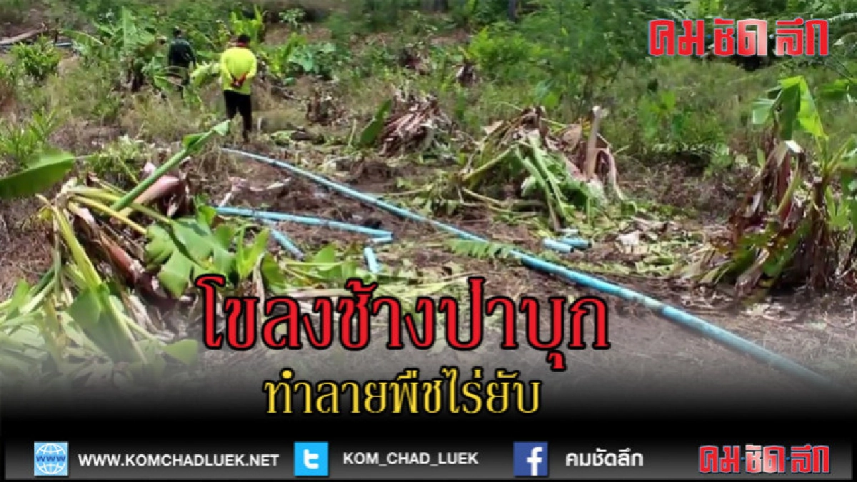 (คลิปข่าว)โขลงช้างป่าทับลานยกโขลงบุกทำลายไร่สวน
