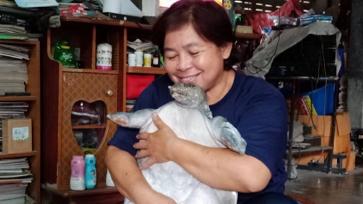 สุดอึ้งสาวใหญ่อสม.เลี้ยงตะพาบเหมือนลูกในไส้
