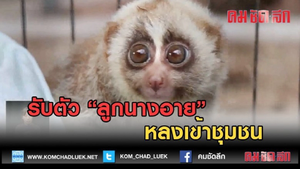 (คลิปข่าว) รับตัว "ลูกนางอาย" หลงเข้าชุมชน