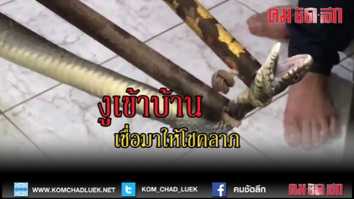 (คลิปข่าว)งูเข้าบ้านเชื่อมาให้โชคลาภ (คลิปข่าว)งูเข้าบ้านเชื่อมาให้โชคลาภ