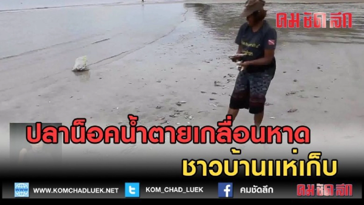 (คลิปข่าว) ปลาน็อคน้ำนับเเสนตายเกลื่อนหาด ชาวบ้านเเห่เก็บ