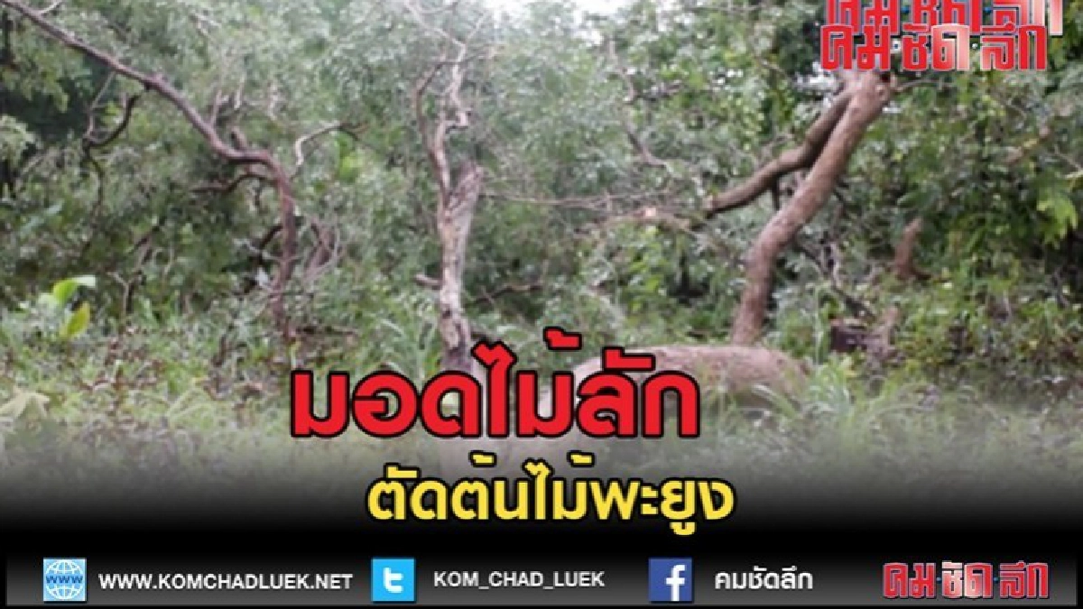 (คลิปข่าว)มอดไม้ลักลอบเข้าตัดต้นไม้พะยูง