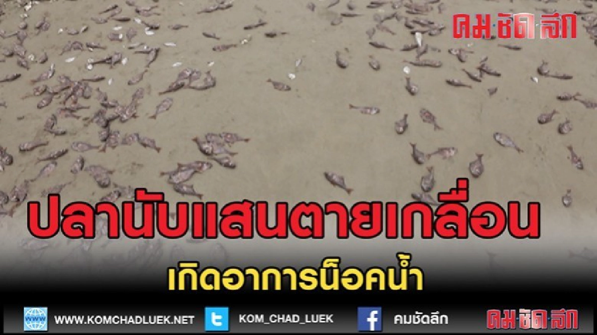 (คลิปข่าว)ปลานับแสนตายเกลื่อนหาดทุ่งวัวแล่น น็อคน้ำฝน (คลิปข่าว)ปลานับแสนตายเกลื่อนหาดทุ่งวัวแล่น น็อคน้ำฝน
