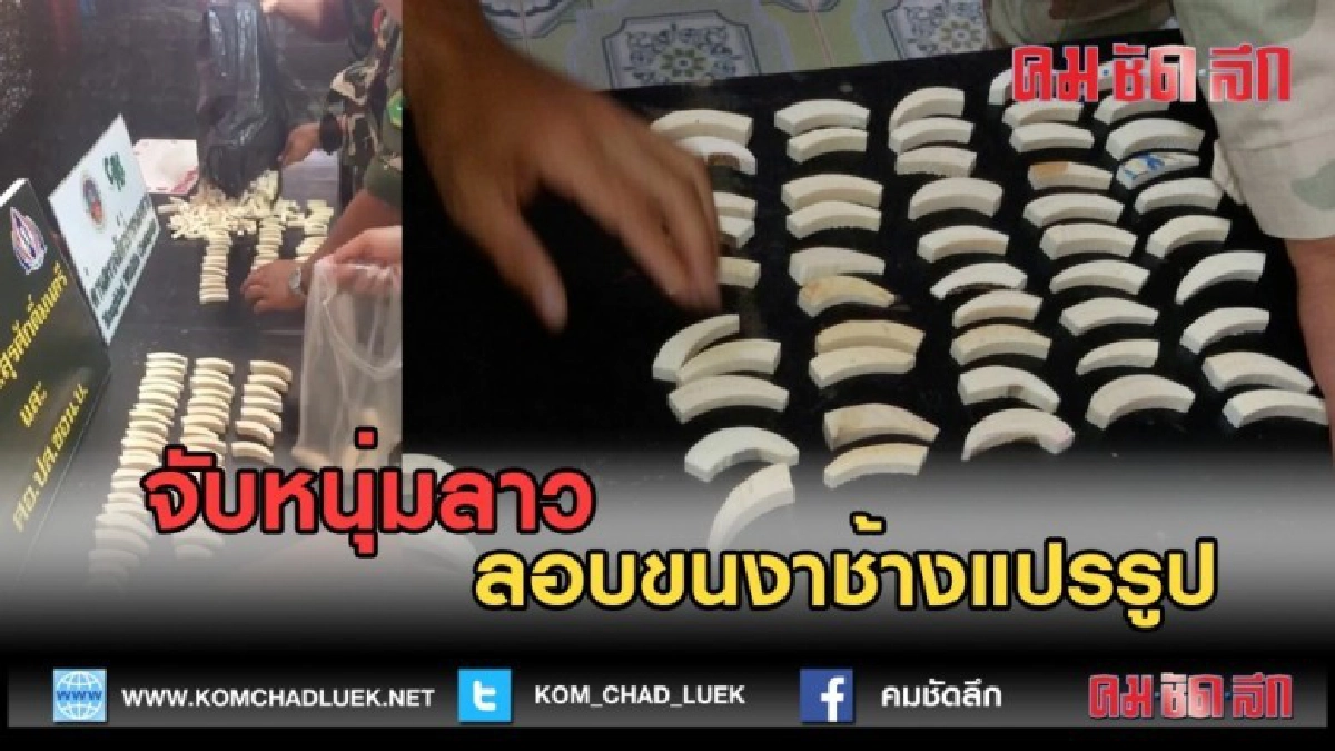 (คลิปข่าว) จับหนุ่มลาวลอบขนงาช้างแปรรูป (คลิปข่าว) จับหนุ่มลาวลอบขนงาช้างแปรรูป