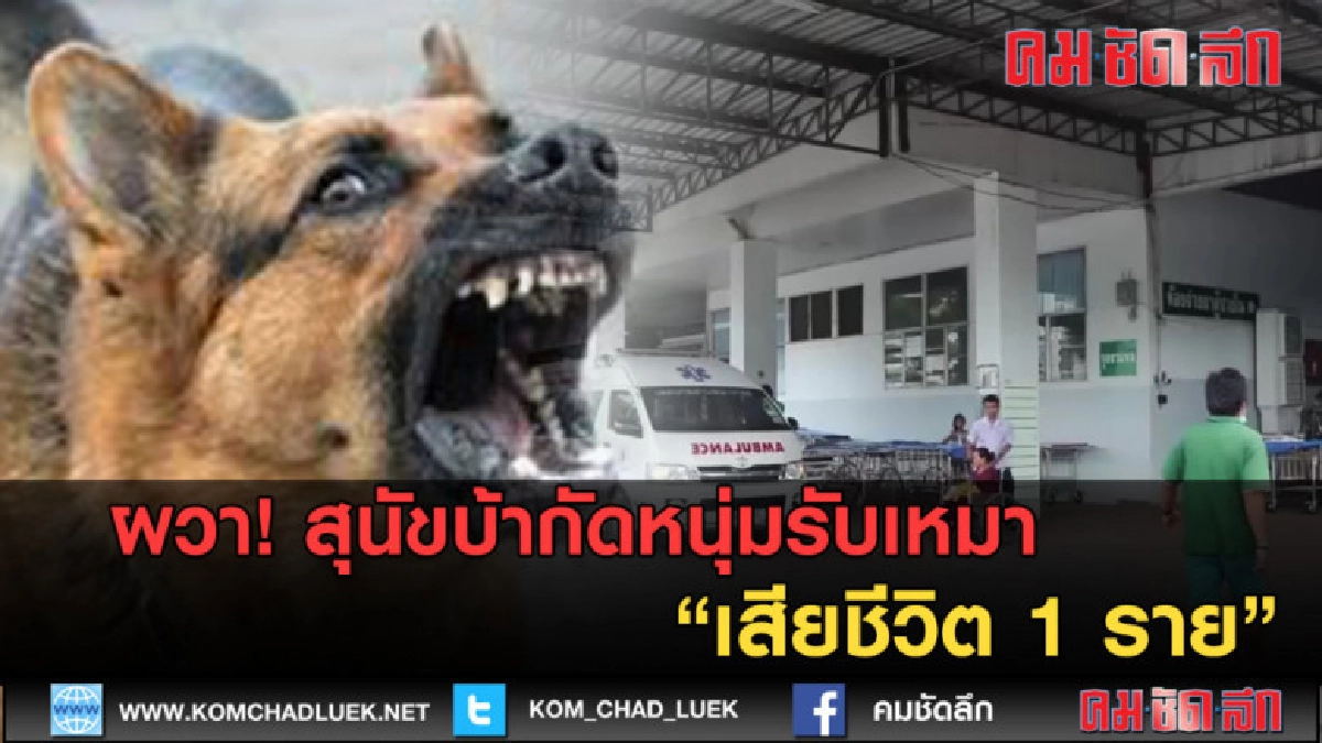 (คลิปข่าว) ผวา! สุนัขบ้ากัดหนุ่มรับเหมากาฬสินธุ์ตาย 1 ราย (คลิปข่าว) ผวา! สุนัขบ้ากัดหนุ่มรับเหมากาฬสินธุ์ตาย 1 ราย