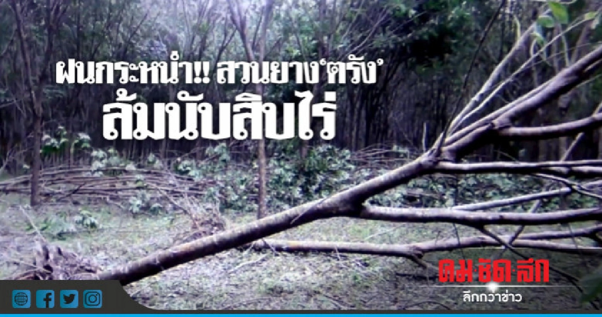 พายุถล่ม "ตรัง" เรือจมบ้านพังสวนยางเสียหาย พายุถล่ม "ตรัง" เรือจมบ้านพังสวนยางเสียหาย