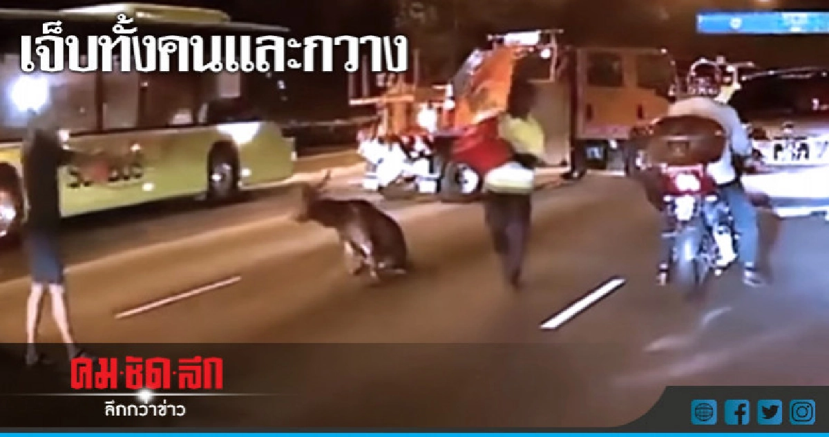(คลิป)กวางป่าเจ็บสาหัสหลงบนถนนทำรถชน 3 ราย 
