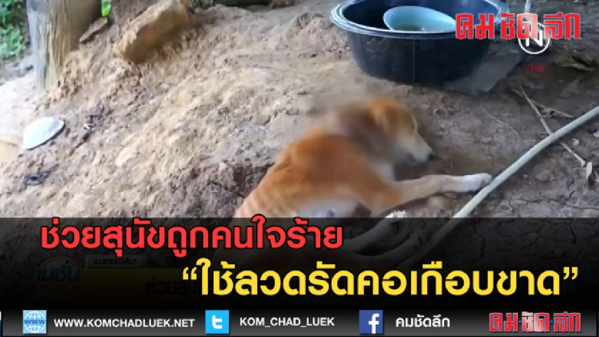 (คลิปข่าว) ช่วยสุนัขถูกคนใจร้ายใช้ลวดรัดคอเกือบขาด (คลิปข่าว) ช่วยสุนัขถูกคนใจร้ายใช้ลวดรัดคอเกือบขาด