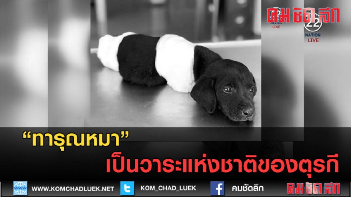 (คลิปข่าว) ทารุณหมา เป็นวาระแห่งชาติของตุรกี (คลิปข่าว) ทารุณหมา เป็นวาระแห่งชาติของตุรกี