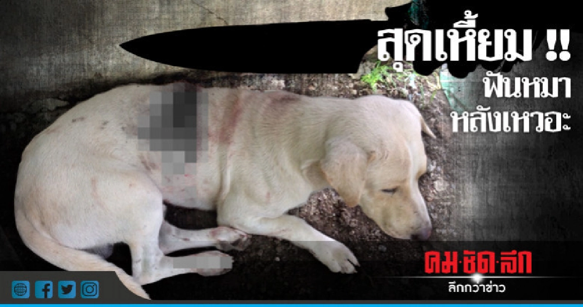 ตูบโชคร้ายถูกฟันหลังหวิดขาด !!