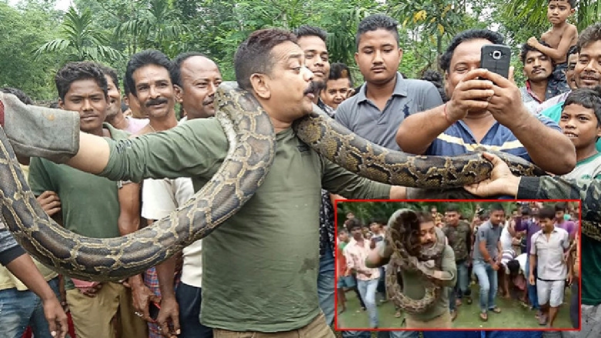 เซลฟี่เป็นเหตุเจ้าหน้าที่ป่าไม้เกือบเป็นเหยื่องูหลาม เซลฟี่เป็นเหตุเจ้าหน้าที่ป่าไม้เกือบเป็นเหยื่องูหลาม