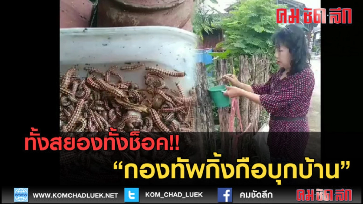 (คลิปข่าว) ช็อค!! กองทัพกิ้งกือบุกบ้านชาวแจ้ห่ม (คลิปข่าว) ช็อค!! กองทัพกิ้งกือบุกบ้านชาวแจ้ห่ม