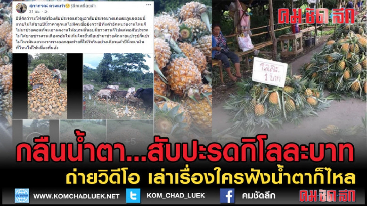 (คลิปข่าว)น้ำตาร่วง เสียงเกษตรกร ใครจะรู้ สับปะรดโลละ 1 บาท (คลิปข่าว)น้ำตาร่วง เสียงเกษตรกร ใครจะรู้ สับปะรดโลละ 1 บาท