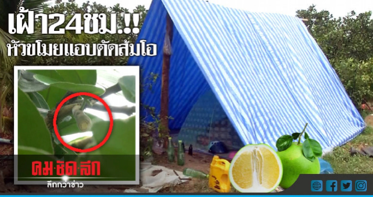 เดือดร้อนหนัก! ชาวสวนนอนเฝ้า24ชม.-หัวขโมยลักตัดส้มโอ เดือดร้อนหนัก! ชาวสวนนอนเฝ้า24ชม.-หัวขโมยลักตัดส้มโอ