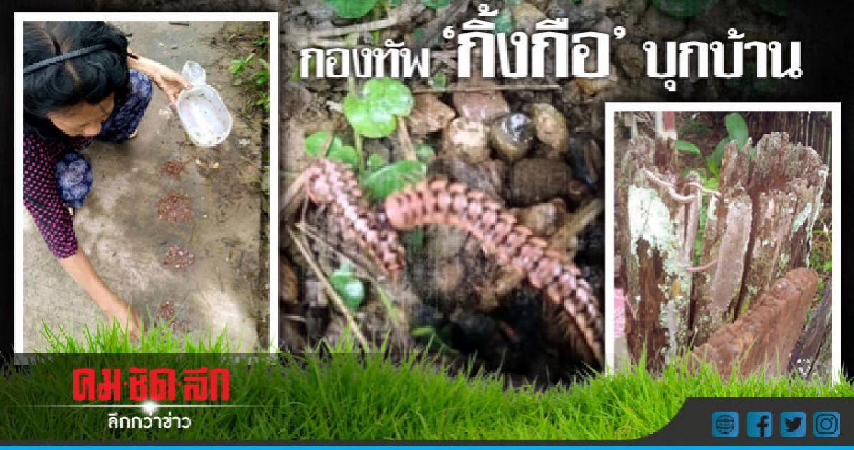 กองทัพ"กิ้งกือ"บุกบ้านไต่ยั้วเยั้ย กองทัพ"กิ้งกือ"บุกบ้านไต่ยั้วเยั้ย