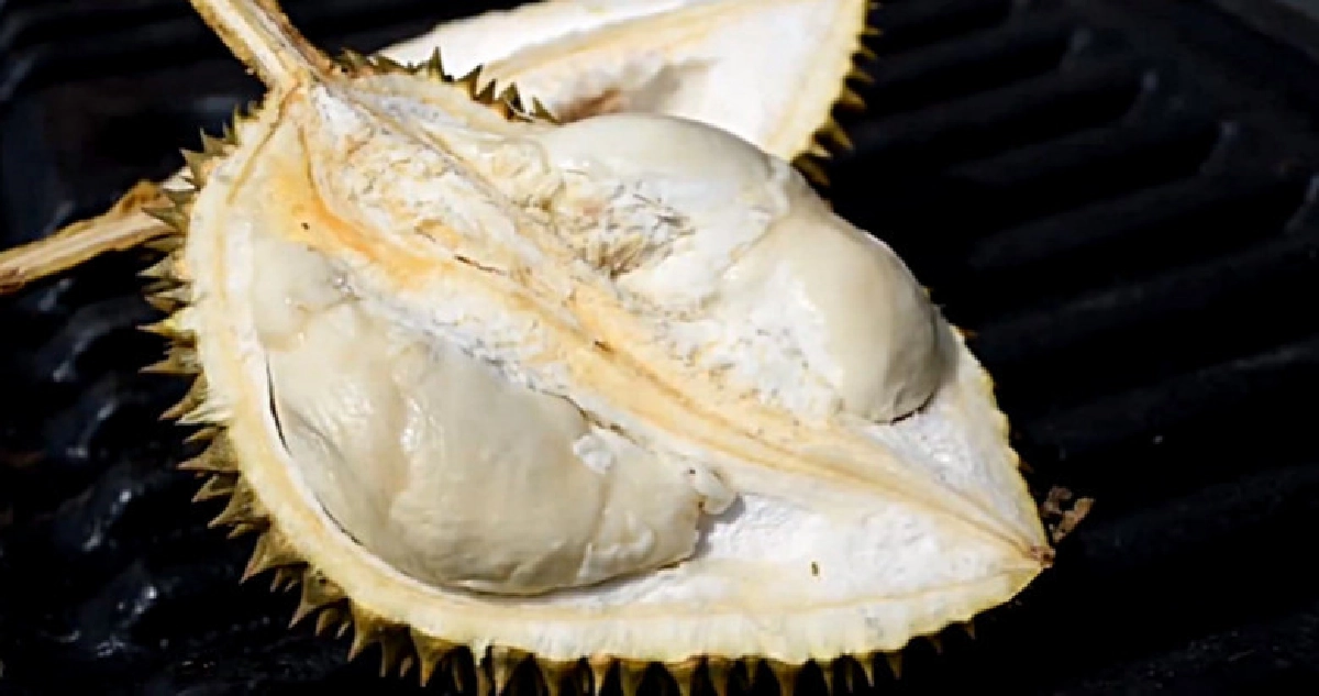 "ทุเรียนติดเกาะ" ใจไม่ถึงไม่ได้กิน !! "ทุเรียนติดเกาะ" ใจไม่ถึงไม่ได้กิน !!