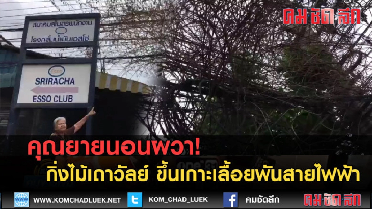 (คลิปข่าว) คุณยายนอนผวา! เถาวัลย์ขึ้นเกาะเลื้อยพันสายไฟฟ้า (คลิปข่าว) คุณยายนอนผวา! เถาวัลย์ขึ้นเกาะเลื้อยพันสายไฟฟ้า