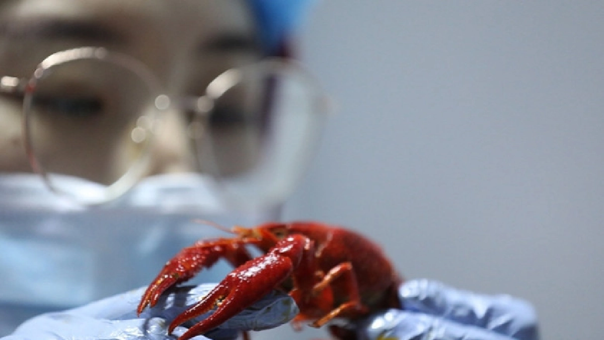 อาชีพชิมเครย์ฟิชรายได้ดีแต่ต้องกินวันละโล 