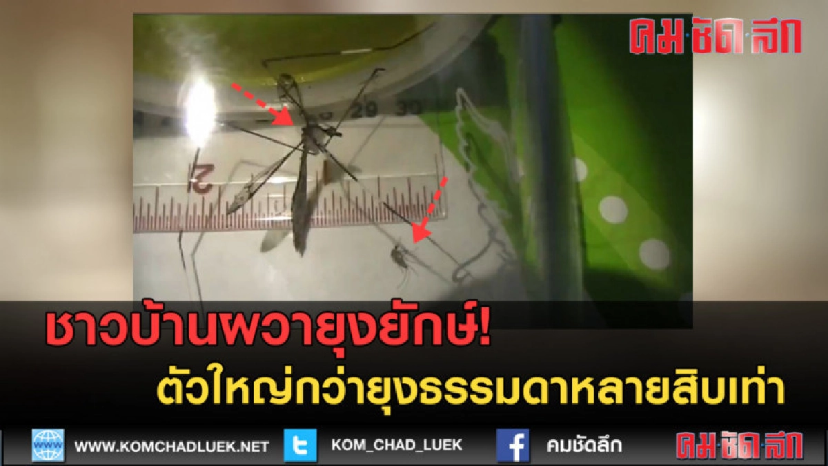 (คลิปข่าว) ผวายุงยักษ์! โผล่ตัวใหญ่กว่ายุงธรรมดาหลายสิบเท่า (คลิปข่าว) ผวายุงยักษ์! โผล่ตัวใหญ่กว่ายุงธรรมดาหลายสิบเท่า