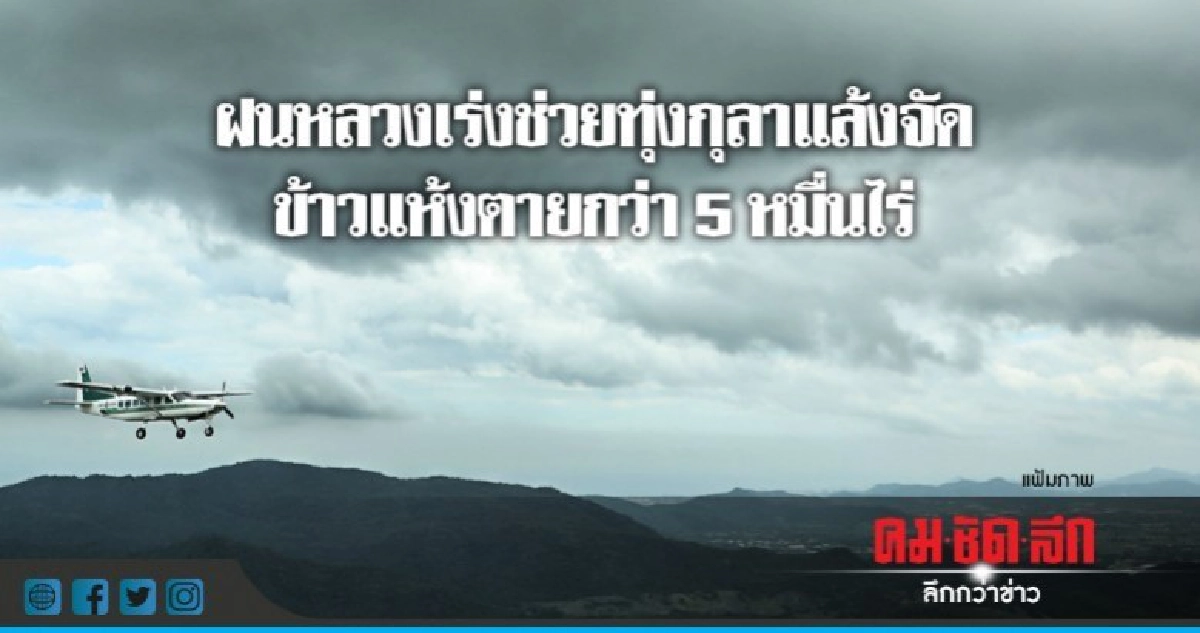 ฝนหลวงเร่งช่วยชาวนา ทุ่งกุลาแล้งจัดข้าวแห้งตาย ฝนหลวงเร่งช่วยชาวนา ทุ่งกุลาแล้งจัดข้าวแห้งตาย