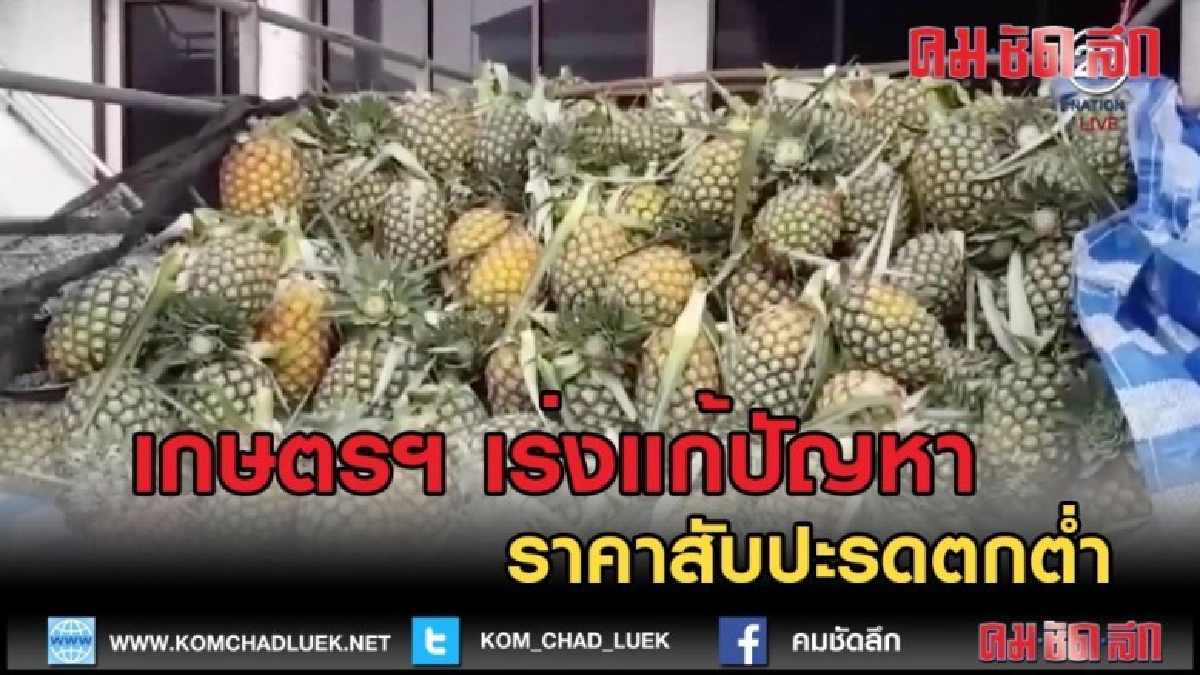 (คลิปข่าว) เกษตรฯ เร่งแก้ปัญหาราคาสับปะรดตกต่ำ