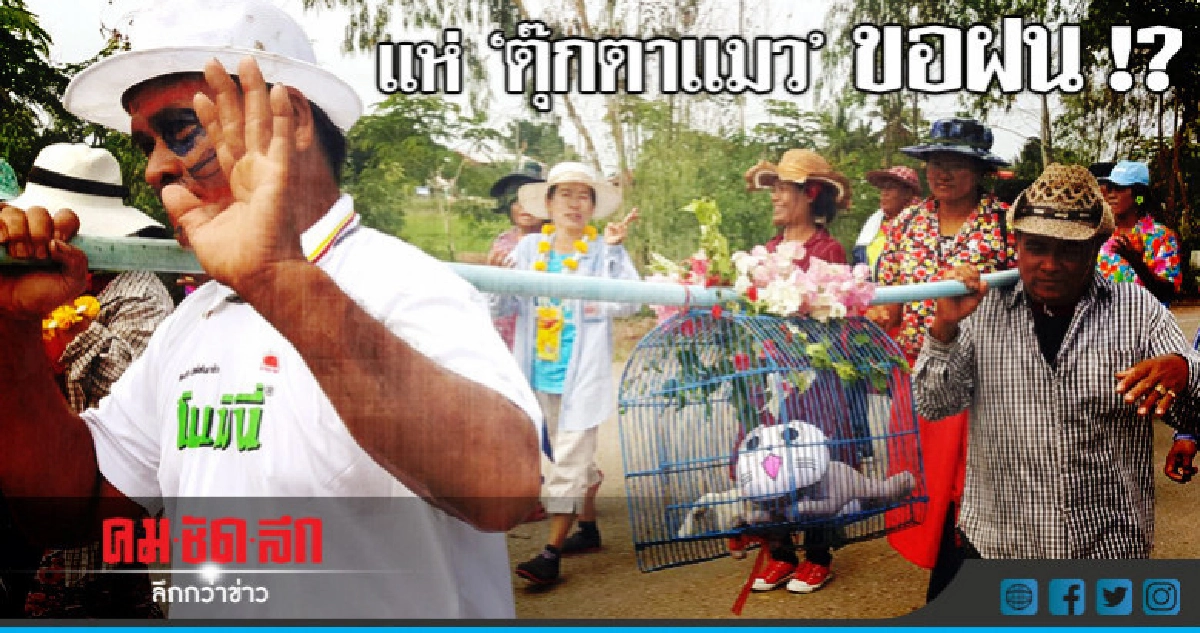 แห่นางแมวขอฝนช่วยนาข้าวกว่า 3,000 ไร่ แห่นางแมวขอฝนช่วยนาข้าวกว่า 3,000 ไร่