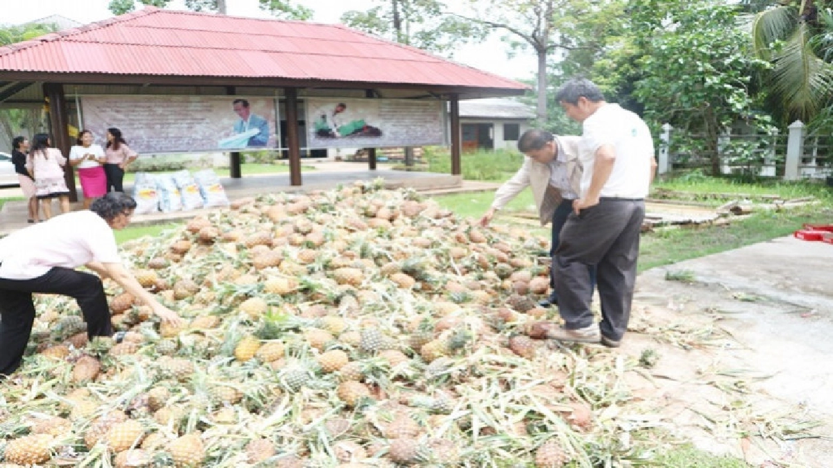 "สับปะรด"ล้นทำน้ำหมักชีวภาพได้