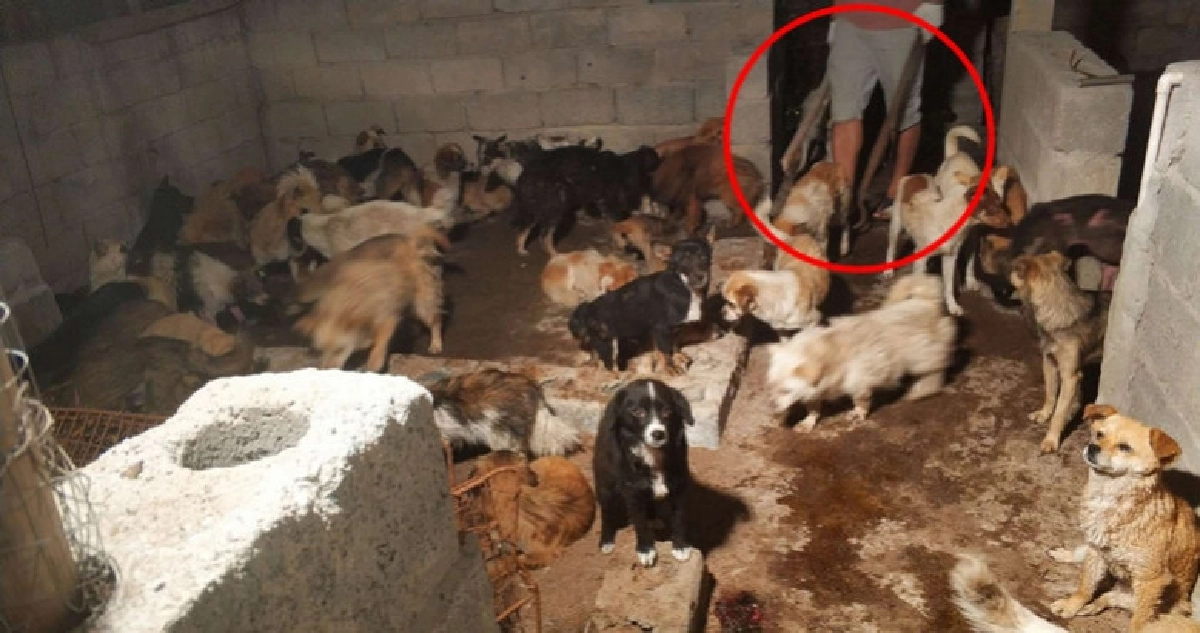 คลิปอินไซด์โรงฆ่าในหยูหลินหมาเกาะกลุ่มตื่นกลัวรอถูกเชือด