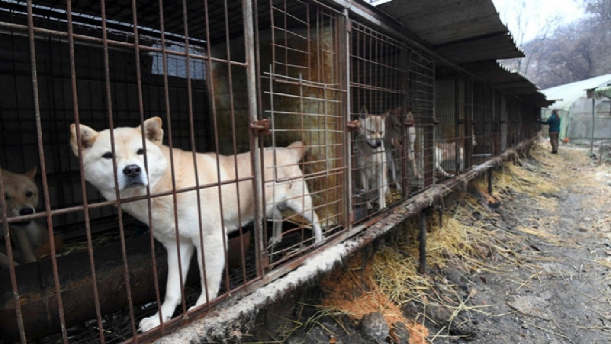  ศาลเกาหลีใต้ตัดสินฆ่าสุนัขเอาเนื้อผิดกฎหมาย 