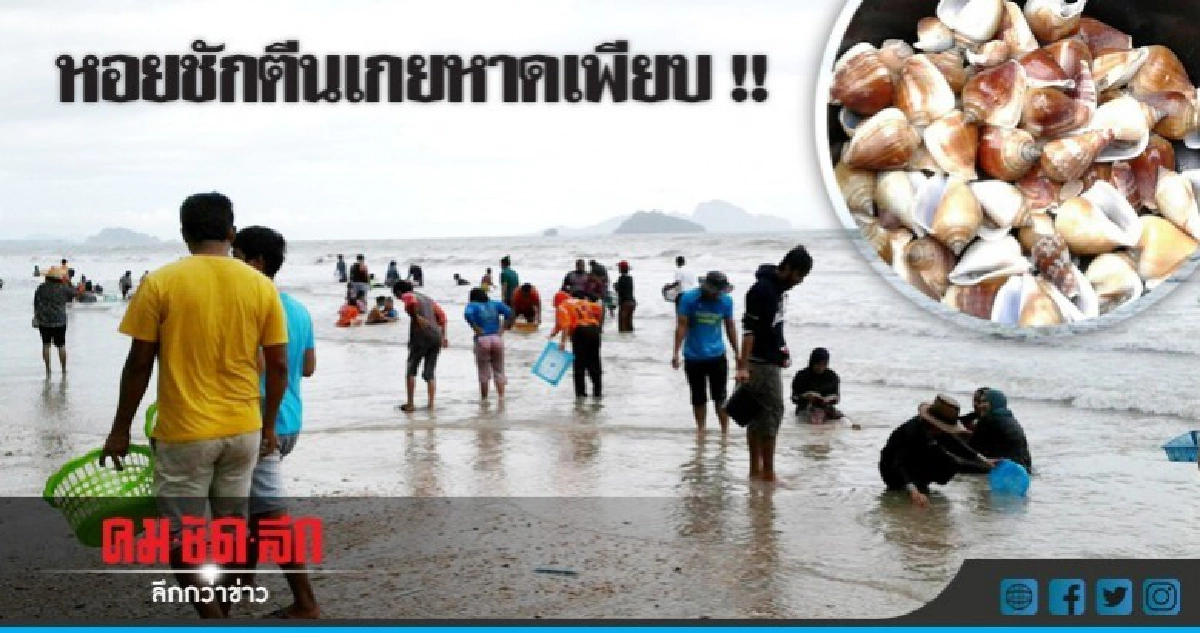 คึกคัก !! ชาวบ้านแห่เก็บหอยชักตีน คึกคัก !! ชาวบ้านแห่เก็บหอยชักตีน
