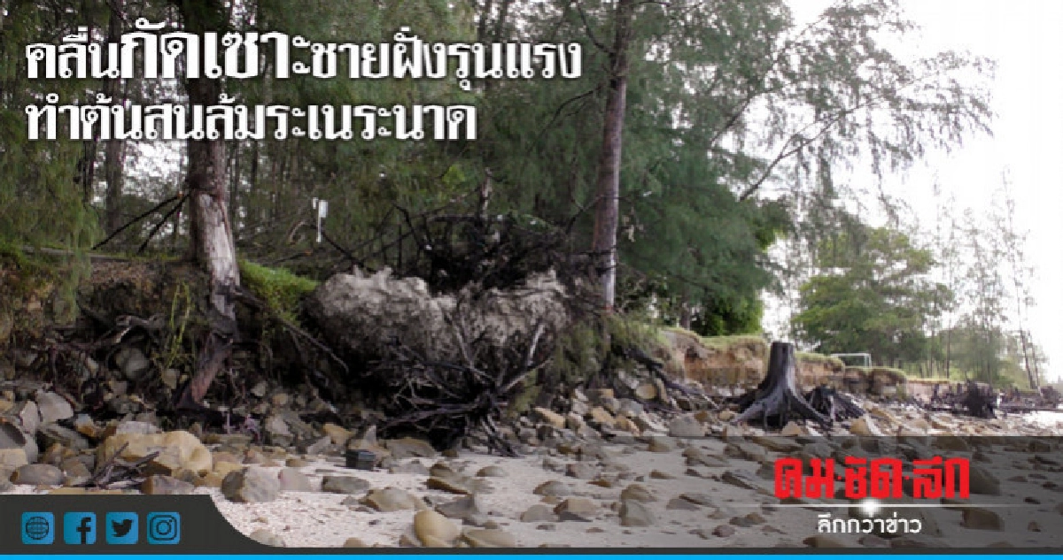 คลื่นกัดเซาะชายฝั่งรุนแรงทำต้นสนล้มระเนระนาด คลื่นกัดเซาะชายฝั่งรุนแรงทำต้นสนล้มระเนระนาด