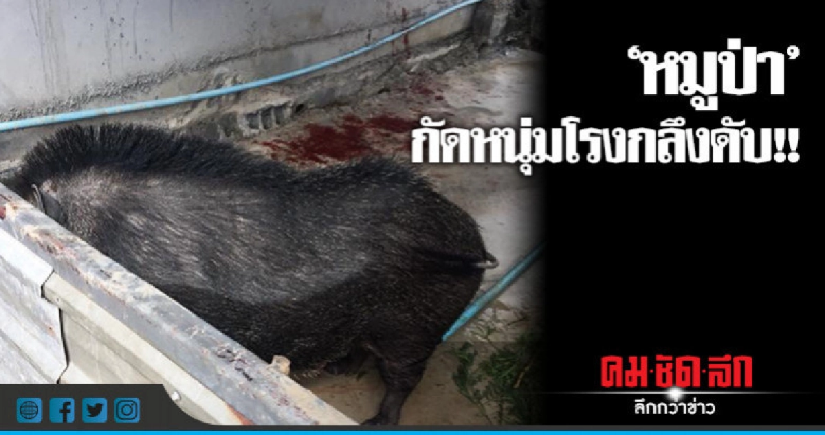 สลด!! 'หมูป่า'กัดหนุ่มโรงกลึงดับ สลด!! 'หมูป่า'กัดหนุ่มโรงกลึงดับ