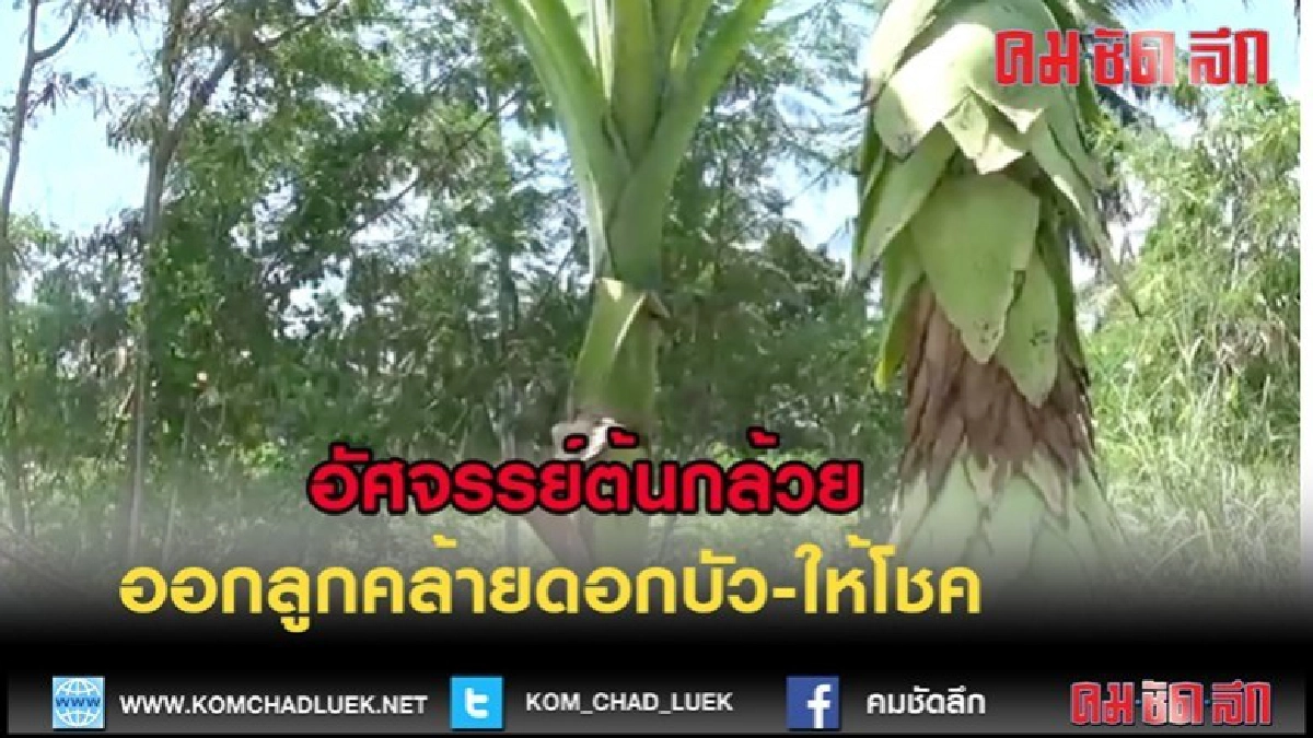 (คลิปข่าว)อัศจรรย์ต้นกล้วยริมถนน ออกลูกคล้ายดอกบัว แถมให้โชค