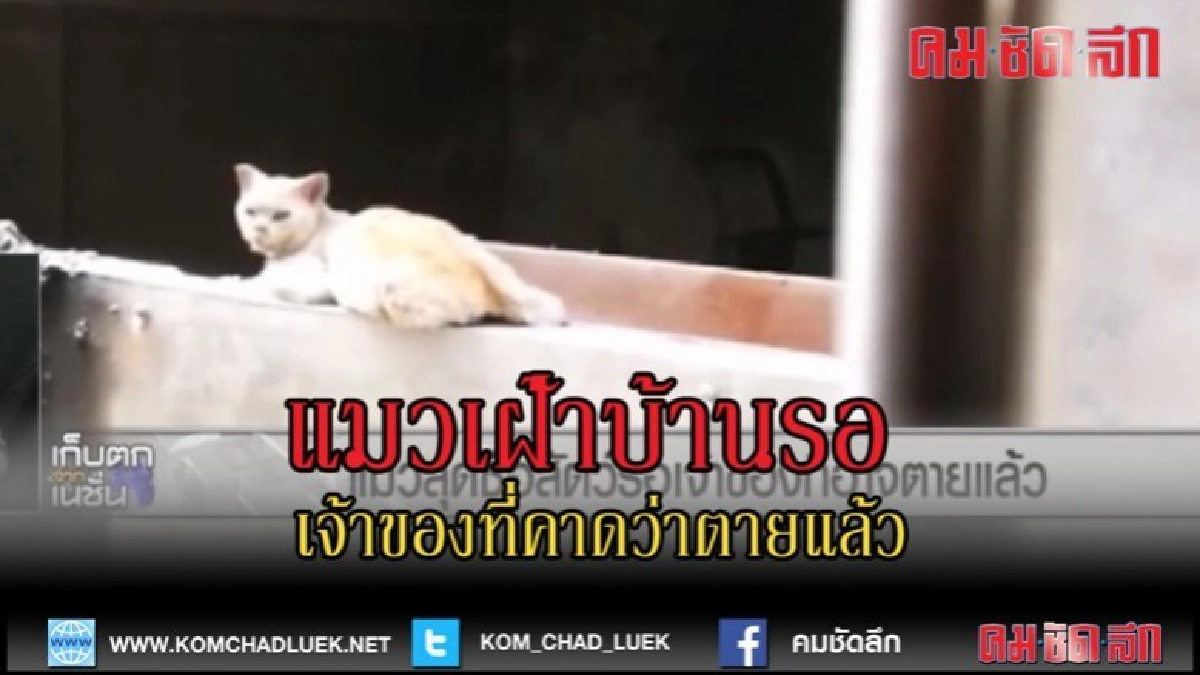 (คลิปข่าว) แมวเฝ้าบ้านรอเจ้าของที่คาดว่าตายแล้ว ไม่ยอมไปไหน (คลิปข่าว) แมวเฝ้าบ้านรอเจ้าของที่คาดว่าตายแล้ว ไม่ยอมไปไหน