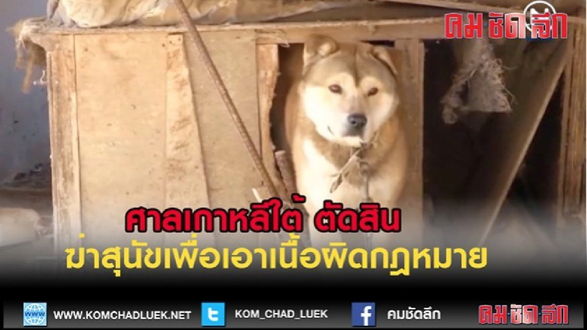 (คลิปข่าว)ศาลเกาหลีใต้ ตัดสินฆ่าสุนัขเพื่อเอาเนื้อผิดกฎหมาย