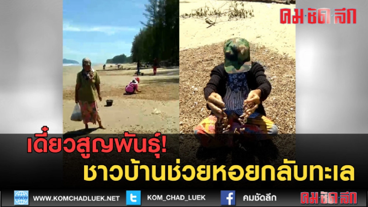 (คลิปข่าว) เดี๋ยวสูญพันธุ์! ชาวบ้านช่วยหอยกลับทะเล (คลิปข่าว) เดี๋ยวสูญพันธุ์! ชาวบ้านช่วยหอยกลับทะเล
