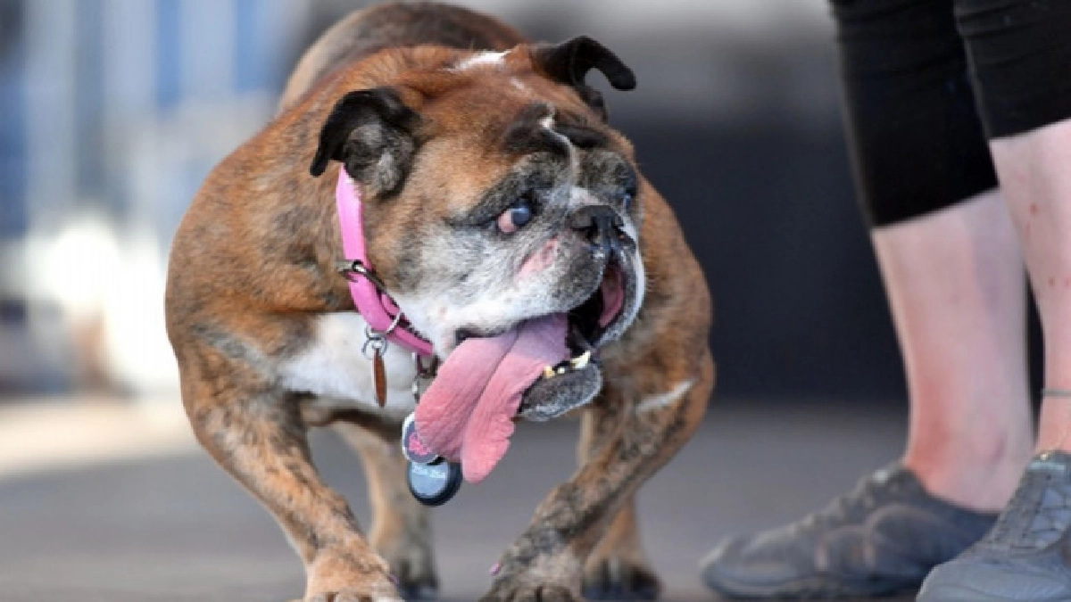 แชมป์สุนัขอัปลักษณ์ที่สุดในโลกประจำปี 2018 แชมป์สุนัขอัปลักษณ์ที่สุดในโลกประจำปี 2018