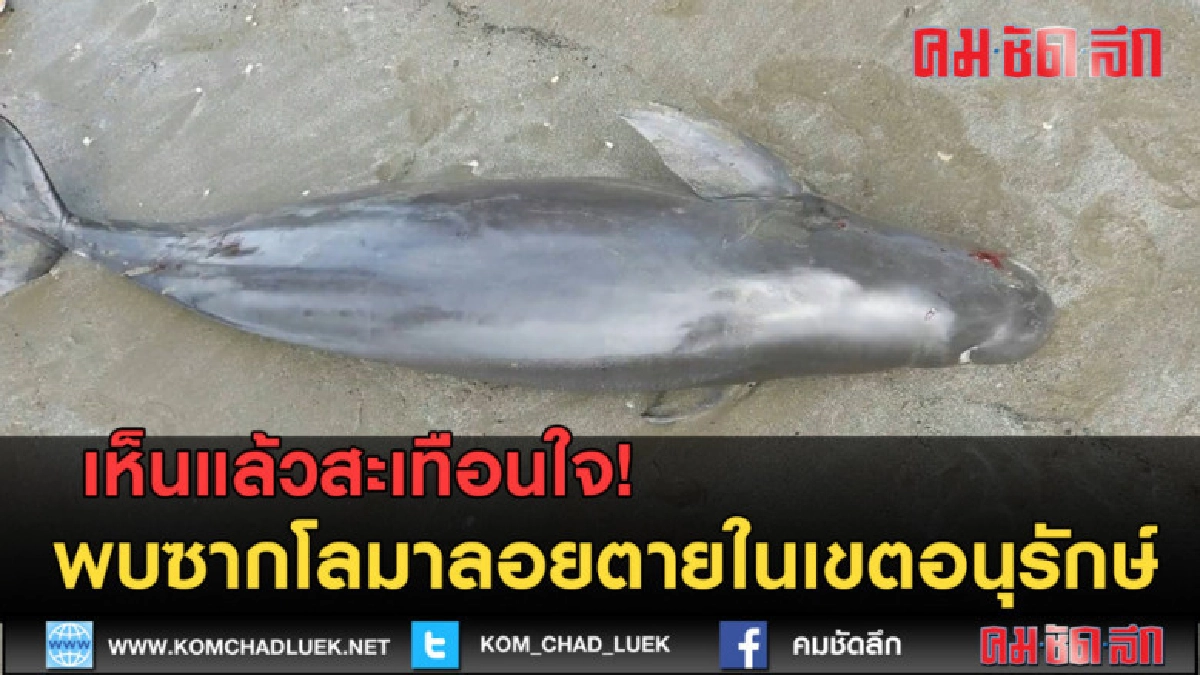 (คลิป) พบซากโลมาลอยตาย! ในเขตอนุรักษ์อ่าวตะเสะ (คลิป) พบซากโลมาลอยตาย! ในเขตอนุรักษ์อ่าวตะเสะ