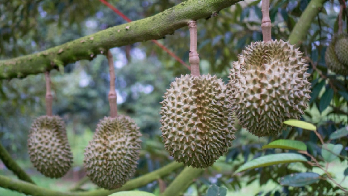 จุดพลุ ระบบน้ำสวนทุเรียน จ .ระยองน้ำมั่นคง ชาวสวนมั่งคั่ง