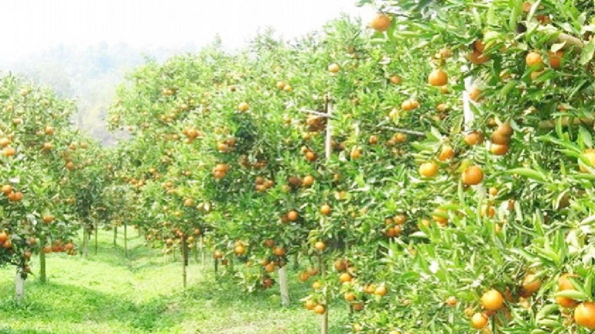 "กฤษฏา"ไล่ทวงคืนส.ป.ก.สวนส้มเชียงใหม่กว่า 5 พันไร่