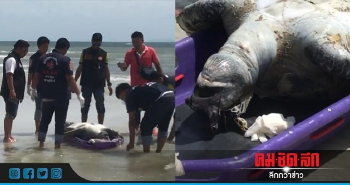เจออีก !! เต่าตนุยักษ์ตายเกยหาดเกาะสมุย เจออีก !! เต่าตนุยักษ์ตายเกยหาดเกาะสมุย