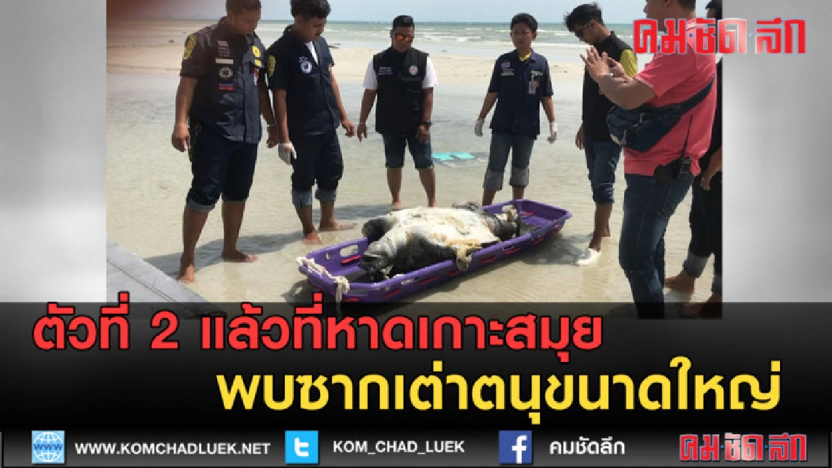 (คลิปข่าว) พบซากเต่าตนุขนาดใหญ่ เผยเป็นตัวที่ 2 ในรอบสัปดาห์ (คลิปข่าว) พบซากเต่าตนุขนาดใหญ่ เผยเป็นตัวที่ 2 ในรอบสัปดาห์