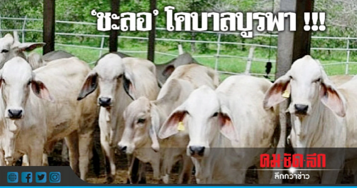 "กฤษฏา"สั่งชะลอโครงการโคบาลบูรพา