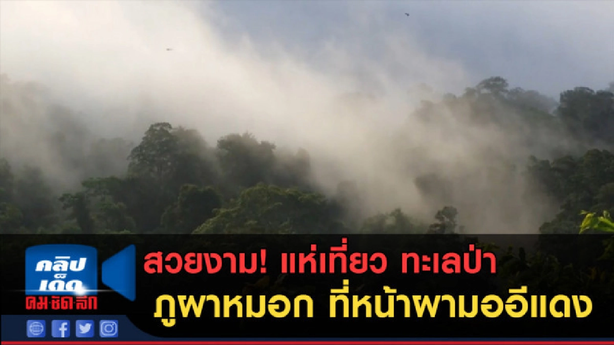 (คลิปข่าว) แห่เที่ยว ทะเลป่า ภูผาหมอก ที่หน้าผามออีแดง (คลิปข่าว) แห่เที่ยว ทะเลป่า ภูผาหมอก ที่หน้าผามออีแดง