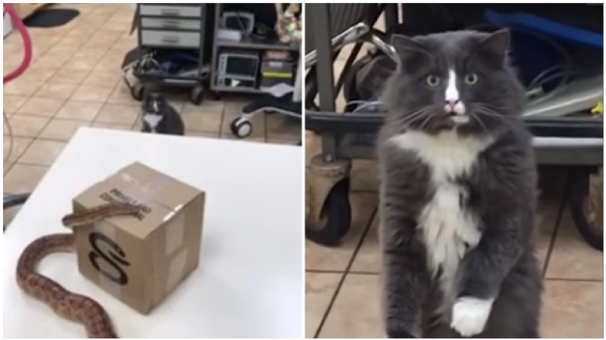 (ชมคลิป)น้องเหมียวเห็นงูครั้งแรกเก็บอาการไม่อยู่ 