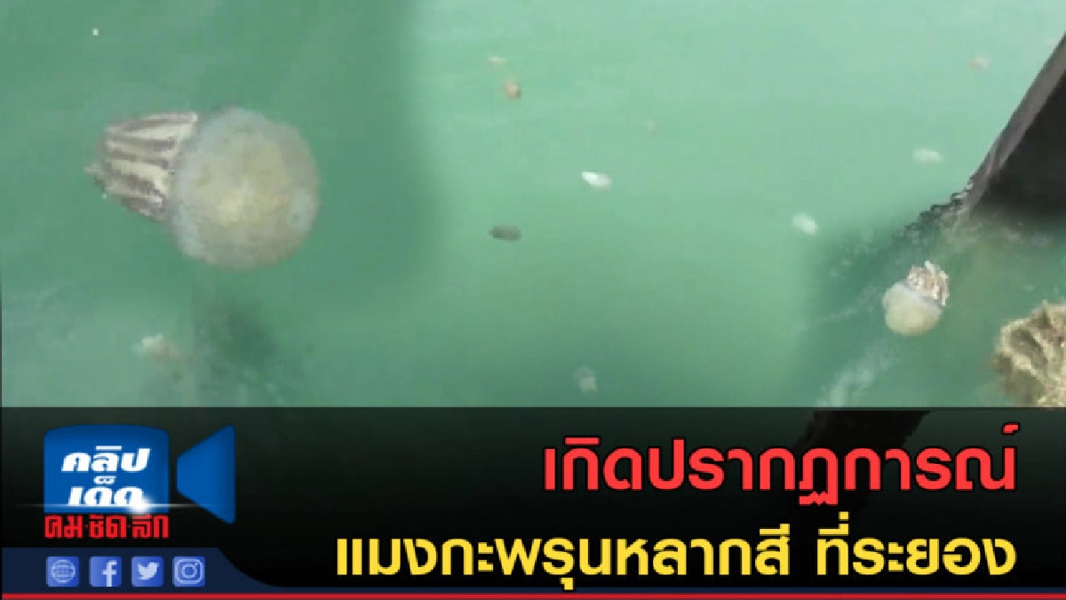 (คลิปข่าว) เกิดปรากฏการณ์แมงกะพรุนหลากสี ที่ระยอง