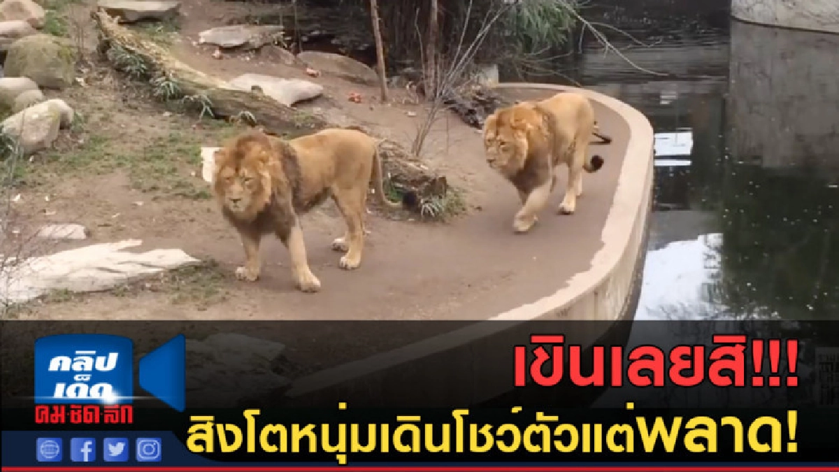 (คลิปข่าว) เขินเลยสิ! สิงโตหนุ่มเดินโชว์ตัวแต่พลาด!