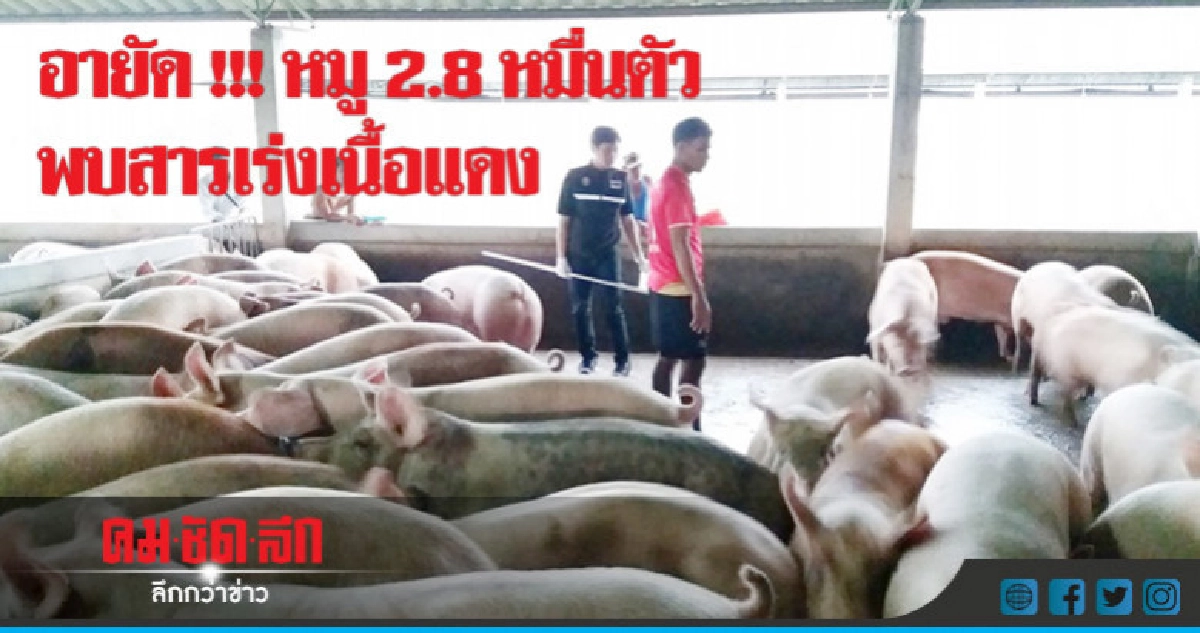 อายัด !!! หมู 2.8 หมื่นตัว พบสารเร่งเนื้อแดง อายัด !!! หมู 2.8 หมื่นตัว พบสารเร่งเนื้อแดง