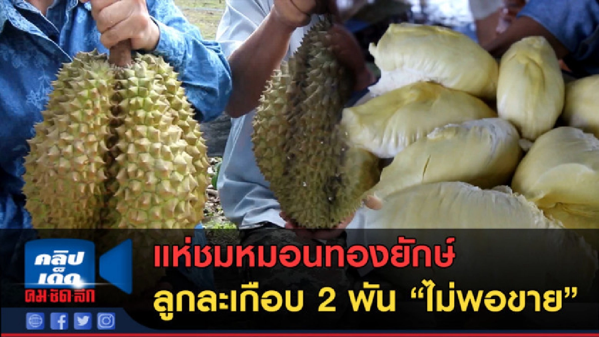 (คลิปข่าว) แห่ชมหมอนทองยักษ์ ลูกละเกือบ 2 พัน ไม่พอขาย (คลิปข่าว) แห่ชมหมอนทองยักษ์ ลูกละเกือบ 2 พัน ไม่พอขาย